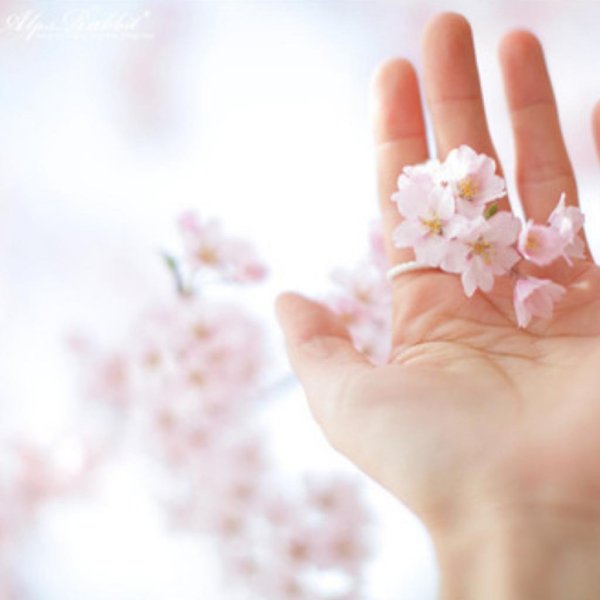 Нежные цветы в руках