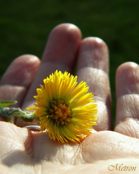 Весна в ладошках