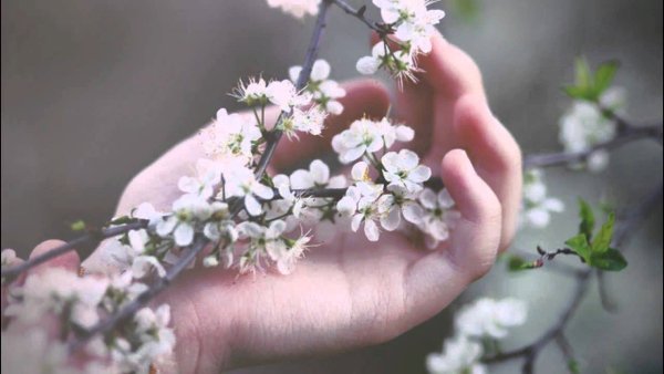 Руки и цветущие яблони