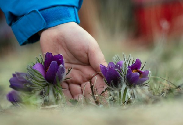 Сорванные полевые цветы