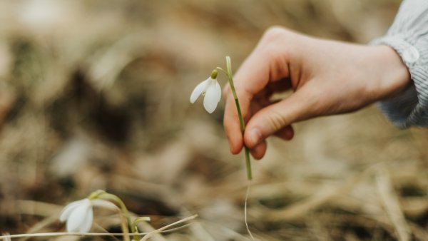 Сорванный цветок