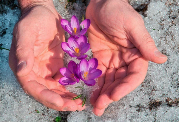 Первоцветы в ладонях