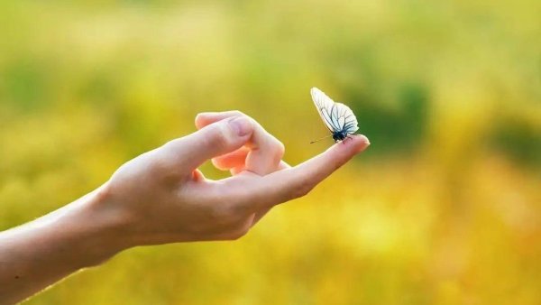 На руку бабочка