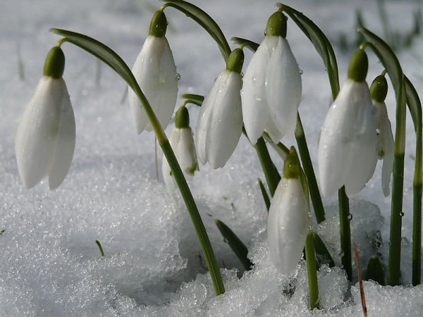 Поздравление с весной