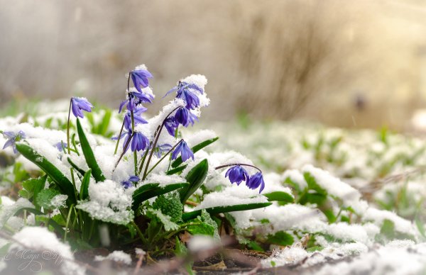 Весна апрель снег