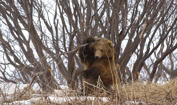Бурый медведь Томской области
