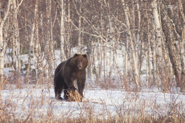 Медведь зимой впадает в спячку