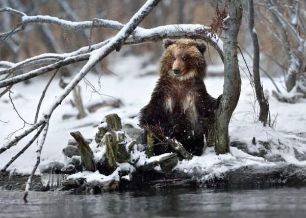 Медведь ранней весной
