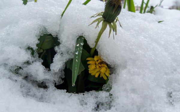 Май Весна снег