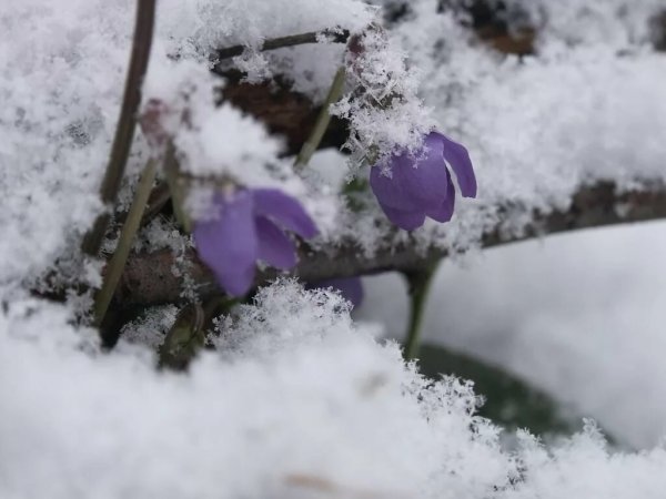 Цветы под снегом