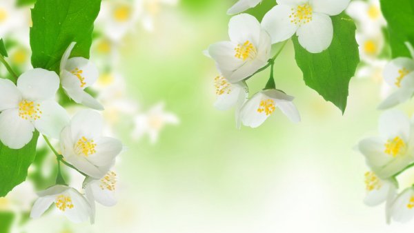 Рисунок для подложки