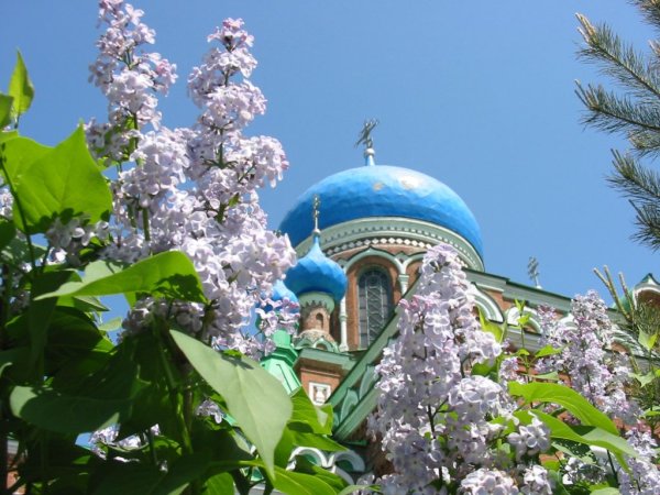 Коломенское яблони и Церковь