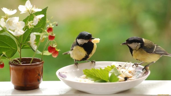 Доброе утро с птицами