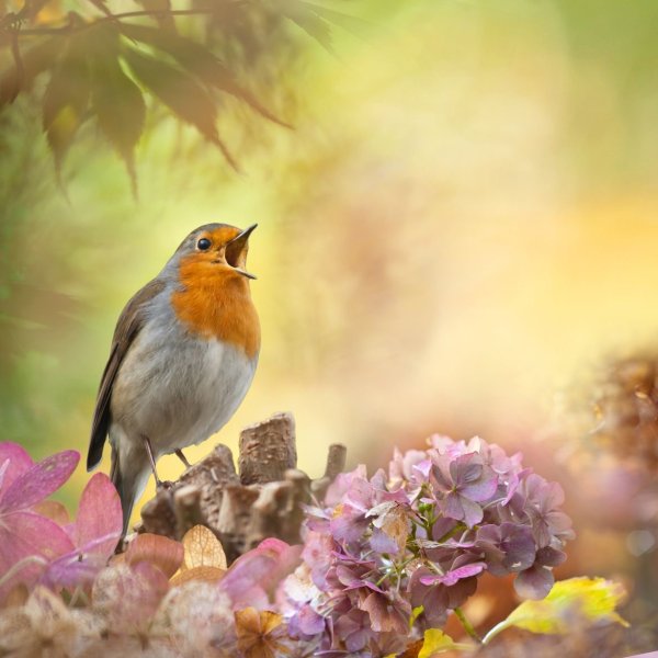 Весна природа животные