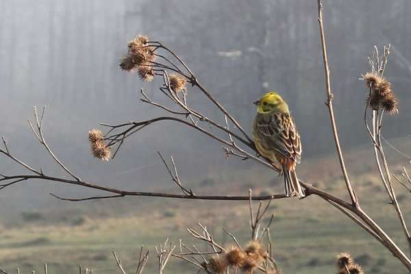 Хорошего дня птички
