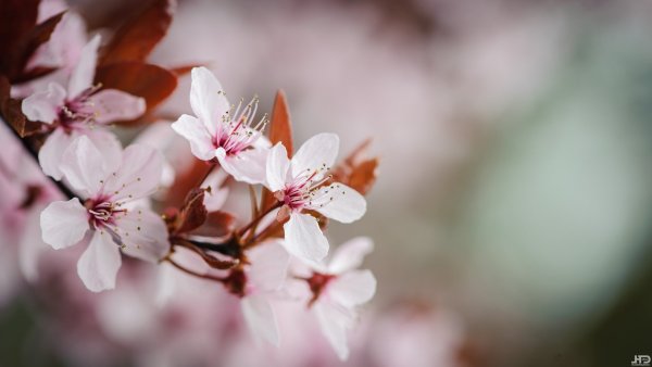 Красивые весенние листья