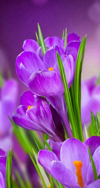 Яблоня черри блоссом