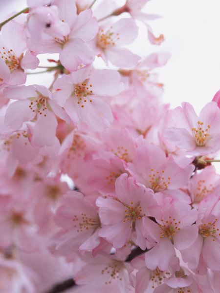 Заставки на телефон цветы