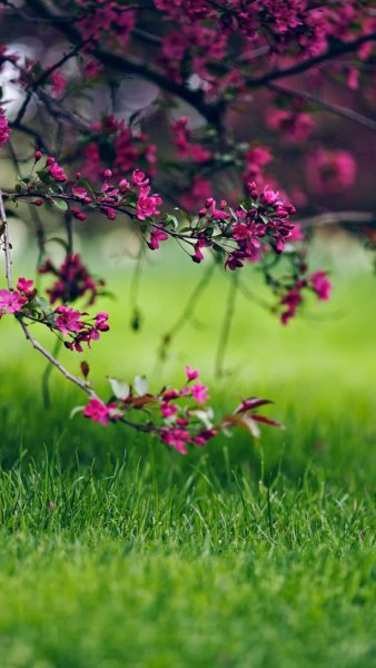 Заставки на мобильный вертикальные Весна