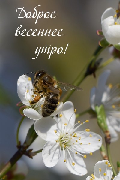 Доброе Весеннее утро