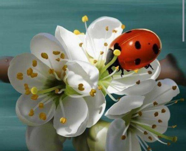 Подснежник Сибирский