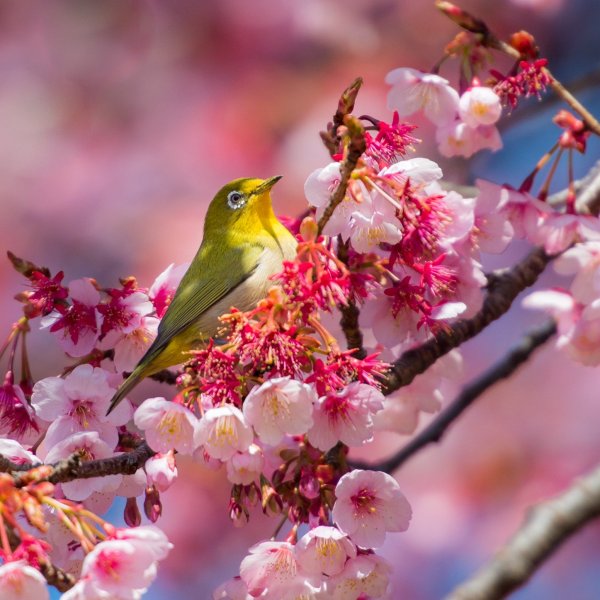 Весенняя ава