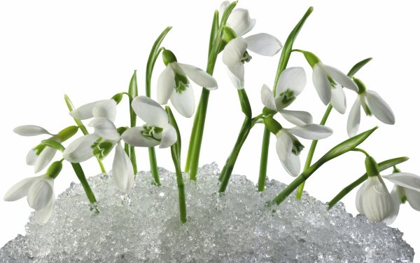 Травка с цветочками