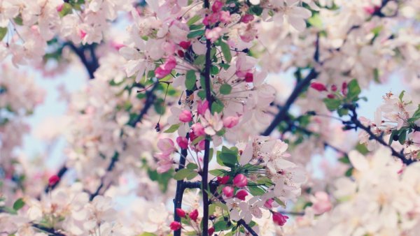 Нежный цветок