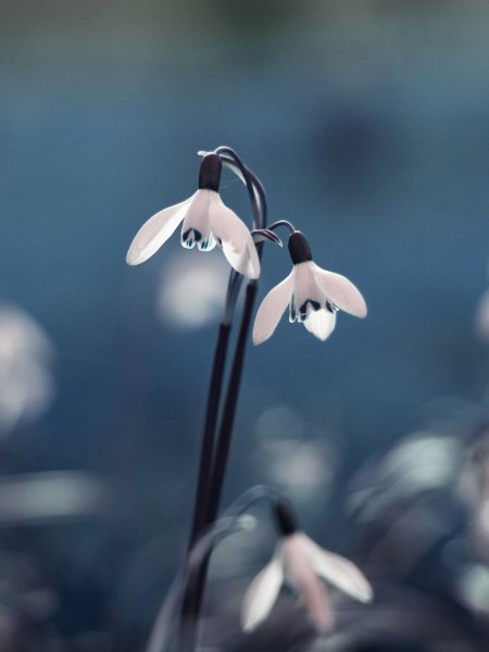 Сакура Койо-но-май