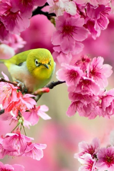 Ветка Сакуры