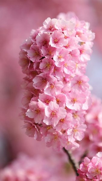 Цветочки на главный экран