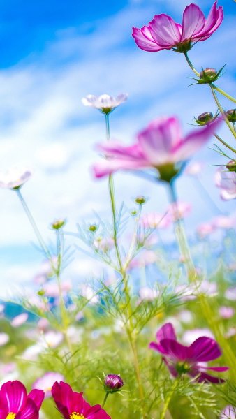 Весенние цветы 3д