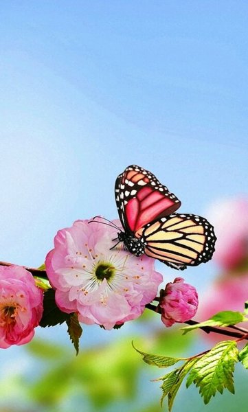 Тюльпаны и крокусы