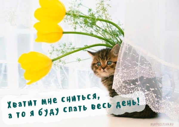 Доброго весеннего утра животные с надписями