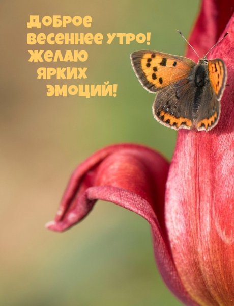 Доброе Весеннее утро