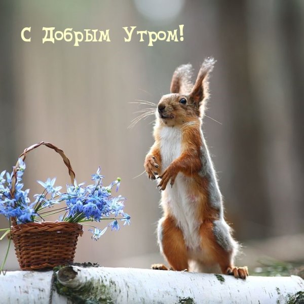 С добрым утром прикольные