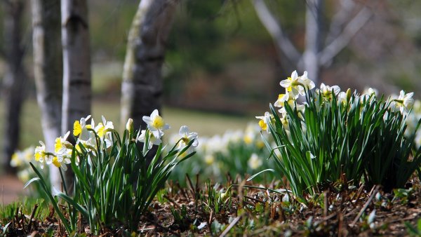 Подснежники в саду