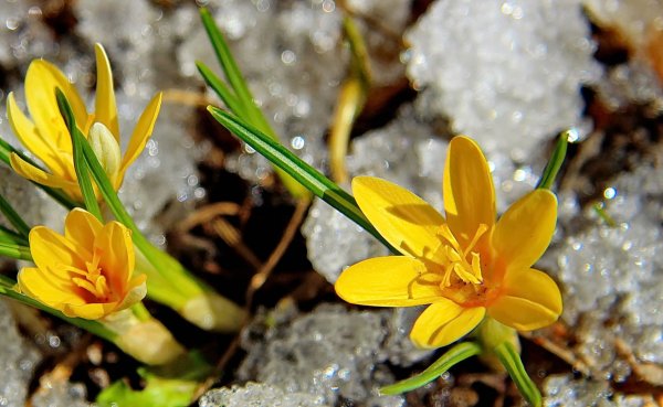 Весенние приметы фото