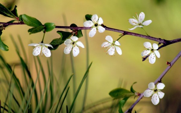 Весенние картинки на рабочий стол