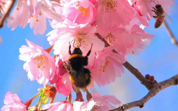 Весенний Ручеек