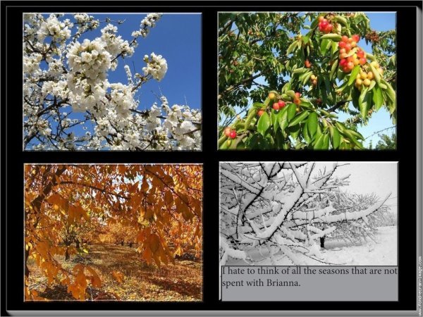 Яблоня весной летом осенью и зимой