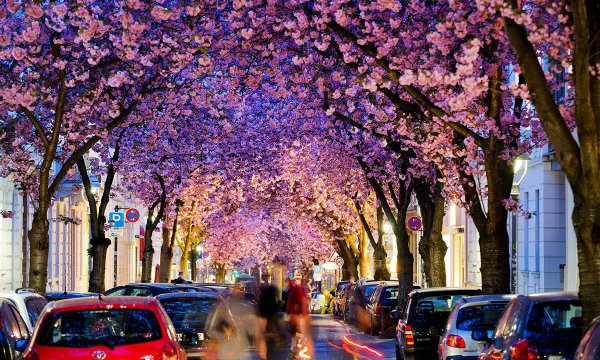 Бонн Германия вишнёвый Тунель