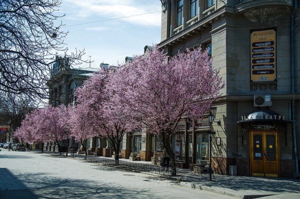Цветение магнолии в Париже