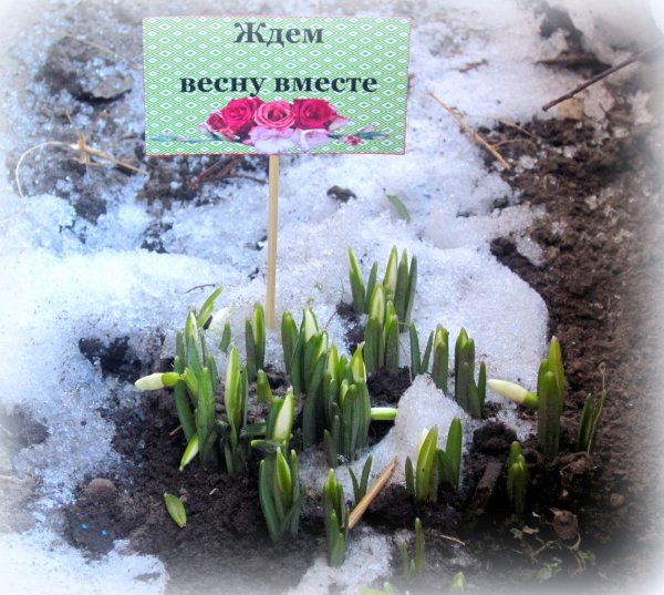 Жду весну Весна