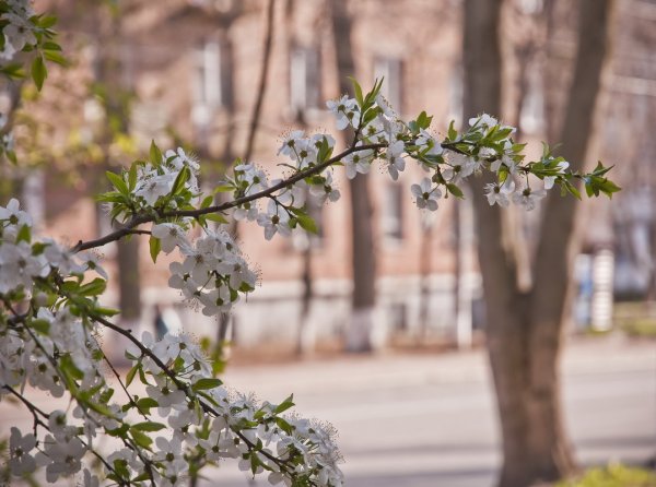 Центральный парк Нью-Йорк весной