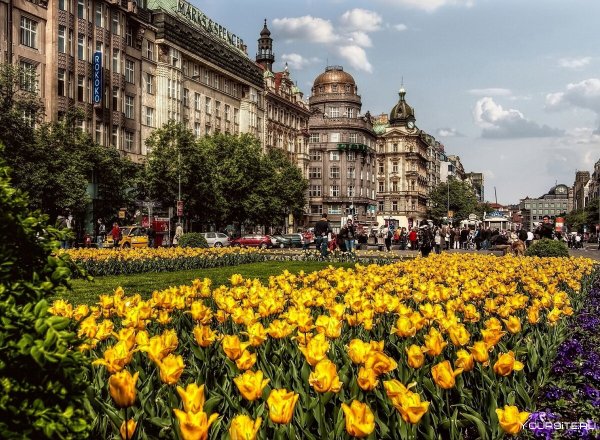 Нью Йорк Центральный парк Магнолия