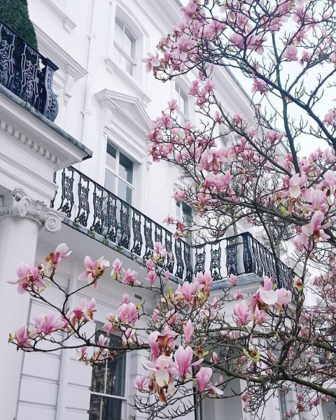 Черри блоссом Германия