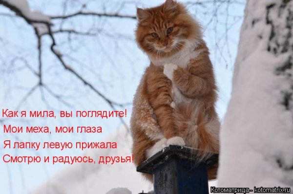 Зимние коты с надписями