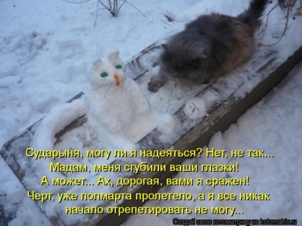 Мартовские кошки приколы