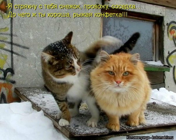 Котоматрица Весна- пришла